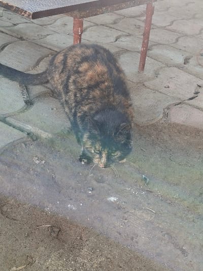 A tortoiseshell cat, displaying mottled black, brown, and ginger fur, is positioned on a mixed paved and dirt surface in what is stated to be Beshtam, Uzbekistan. The animal's head is lowered, with its nose close to the damp, dark earth, appearing to sniff or consume small, light-colored particles scattered on the ground. Its front paws are not visible, but its body is oriented diagonally in the frame, with its tail extended backward on the paved section. The ground immediately behind the cat consists of grey, interlocking concrete pavers. Above and behind the cat, the underside of a rustic table is visible, featuring a dark, possibly slatted surface and two rusted, dark red metal legs. The scene is illuminated by ambient light.