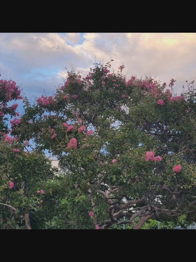 A close-up, eye-level shot captures the upper branches of a large, blooming tree, likely a crape myrtle, against a dynamic sky. The tree is laden with vibrant pink flowers and dense green foliage, its gnarled branches creating intricate patterns. The sky above is a blend of blues and whites, with soft, wispy clouds tinged with the warm hues of either sunrise or sunset. In the background, hints of white buildings and green foliage suggest an urban or suburban setting, potentially within the area of Bielawska Wieś, Poland. The lighting is soft and diffused, characteristic of twilight hours.