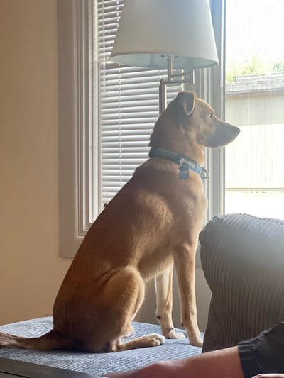A medium-sized, light brown dog sits on a blue textured surface, looking out a window. The dog is facing right, with its head turned to the right. It is wearing a blue collar with a tag. Sunlight streams in from the window, illuminating the dog and casting a shadow. In the background, vertical blinds cover the lower half of the window, and the upper half shows a view of buildings and trees outside. A portion of a gray armchair is visible to the right of the dog, and a person's arm and leg are in the foreground on the right side of the image. The scene appears to be indoors, possibly in a living room. The image was taken in Jackson, United States of America.