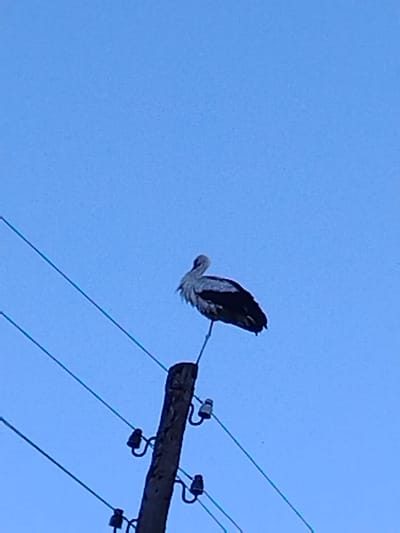 A single stork is perched on top of a wooden utility pole, silhouetted against a clear blue sky. The bird is facing to the left, with its neck curved and its body hunched. Several power lines are visible, stretching diagonally across the frame. The utility pole itself is dark and weathered, with insulators attached to it. The scene is likely located in a rural or semi-rural area given the presence of a utility pole and the sky.