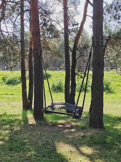A wooden swing, constructed from dark-stained lumber, is suspended between two mature pine trees in a grassy, wooded area. The swing's seat is a single plank, and the ropes supporting it are attached to the trees with wooden blocks and wire. The ground beneath the swing is covered in patchy grass, fallen pine needles, and pinecones. Sunlight filters through the dense canopy of pine trees, casting dappled shadows on the ground. In the background, a gentle grassy slope rises towards a line of trees, and beyond that, a white fence and some indistinct structures suggest a park or recreational area. The scene is devoid of human activity. The location is identified as a park in Zaslawye, Belarus.