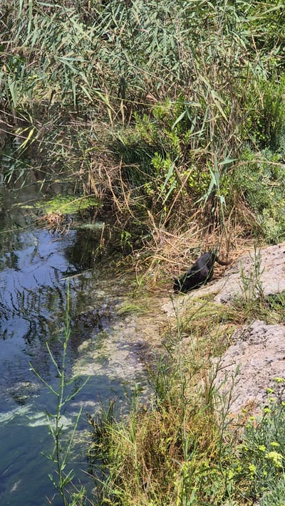 A black bird with a slender neck and a long tail is partially submerged in the shallows of a body of water, facing towards the right bank. The bird is positioned near the edge of the water, with its body mostly hidden by tall, dry reeds and green grass. The water itself is dark and reflects the surrounding vegetation. The bank is composed of rough, light-colored stones and more vegetation, including tall green reeds and shorter grasses. The scene appears to be a natural habitat, likely a marsh or canal, given the abundance of reeds and aquatic plants. The location is in Porto Cesareo, Italy, a coastal town known for its natural beauty and marine reserve.