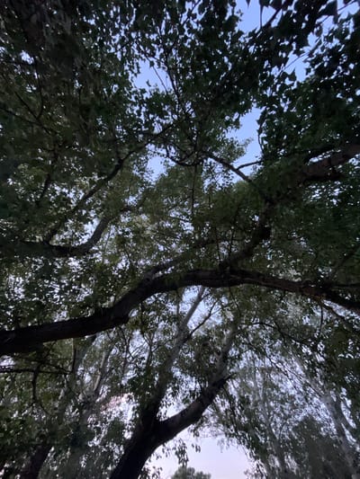 The image shows a low-angle view looking up through the canopy of several large trees, their branches and dark green leaves dominating the frame. The sky, visible in patches between the foliage, is a pale blue, suggesting it is either early morning or late evening. The trees appear to be mature, with thick, dark branches and a dense leaf cover that casts much of the scene in shadow. In the background, through the leaves, the lighter trunks of more trees are visible, creating a layered effect. The scene is natural and appears to be outdoors, likely a park or a forested area within the city of Coșnița, Moldova. There are no people or specific objects clearly identifiable within the image, creating a general impression of a quiet, leafy environment.