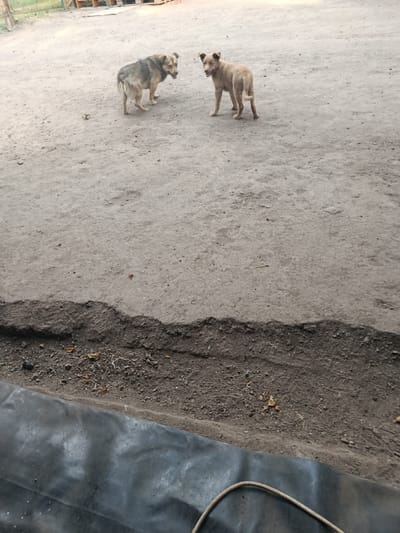 Two dogs are standing on a dirt surface. The dog on the left is larger and appears to be tan and grey. The dog on the right is smaller and appears to be tan. They are facing each other. The background shows a fence and some wooden structures. The foreground shows more dirt and a section of black material, possibly tarp or plastic sheeting, with a coiled cable on it. The scene suggests an outdoor, possibly rural or industrial, setting.