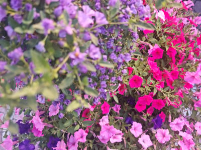 A close-up, overhead shot of a flower display in Schwangau, Germany, featuring a vibrant mix of purple and pink petunias and possibly other small purple flowers. The flowers are densely packed, with some in sharp focus and others blurred by a shallow depth of field. The leaves are green and interspersed throughout the blooms. The ground beneath is out of focus, but appears to be paved with a gray material. The lighting suggests it is daytime, possibly overcast, as there are no strong shadows.