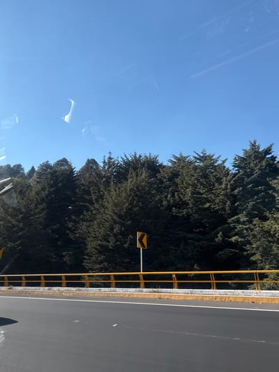 A road with a yellow guardrail runs alongside a forest under a clear blue sky. The road is gray and smooth. The guardrail has a black and yellow chevron sign attached. The trees in the forest are green and densely packed. Sunlight shines from the left, illuminating the road and trees. Reflections are seen in the left side of the image, presumably from the glass the photo was taken through.