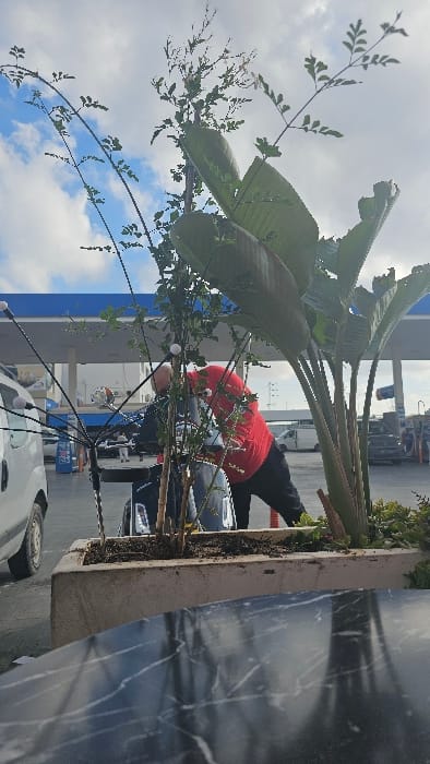 The image captures an outdoor scene at a gas station in Kalaa Kebira, Tunisia, under a sky with scattered white clouds. In the immediate foreground, a dark tabletop with a white marble pattern is visible. Beyond this, a light-colored concrete planter box holds several plants: slender green-leaved saplings, some featuring small white spherical lights on thin wires, and a large plant with broad, green, paddle-shaped leaves. In the midground, within the gas station forecourt, a blue and white canopy structure is prominent. Two individuals are present: one person, wearing a dark top and trousers, is seated on a black scooter or motorcycle. Another individual, dressed in a red long-sleeved shirt and dark trousers, leans forward over the scooter, appearing to interact with the vehicle or the seated person. A white utility van is partially visible to the left. Fuel pumps and additional vehicles are discernible in the background.