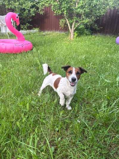 A Jack Russell Terrier stands in a grassy backyard in Тмз Снт, Russia. The dog is white with brown markings on its head and back. It is facing the camera with its mouth open, appearing to pant. Behind the dog, to the left, is a pink inflatable flamingo. The background consists of a wooden fence, trees, and green grass. A portion of a purple ball is visible to the right.