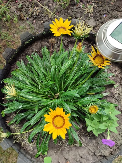 In Voskobiinyky, Ukraine, a close-up, overhead shot captures a planter filled with lush green foliage and several blooming Gazania flowers. The planter itself appears to be made from a repurposed black tire. Three fully bloomed Gazanias, with vibrant yellow petals and dark brown centers, are prominently featured, along with several buds in various stages of development. One of the buds shows striped yellow and brown patterns. Adjacent to the Gazanias, a small plant with green leaves and a single delicate purple petunia is also present. In the upper right corner, a silver solar-powered garden light with a green solar panel is visible. The soil in the planter is dark and appears moist. The background consists of dry soil with scattered small green plants and dried vegetation.
