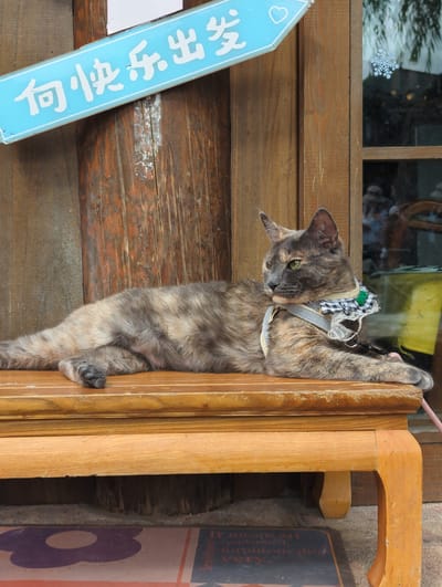 A tortoiseshell cat is clinging to the side of a wooden structure, with its body hanging vertically. The cat is wearing a harness with a decorative bow around its neck. To the left of the cat, a light blue sign with white Japanese characters is visible, along with a small heart symbol. The sign appears to be directional. The background consists of wooden planks and a window, through which some greenery and a snowflake sticker are visible. The setting suggests an outdoor location, possibly a shop or a traditional building, given the wooden architecture and the presence of signs. The lighting appears to be natural daylight, with no strong shadows, indicating it could be daytime. The cat's expression is alert and curious as it looks downwards. The overall impression is of a charming and somewhat whimsical scene. The Japanese characters on the sign, "古町商店街," translate to "Furumachi Shopping Street," which is a specific location in Japan, not Gucheng District, China. Therefore, the location context provided is incorrect based on the visible text.