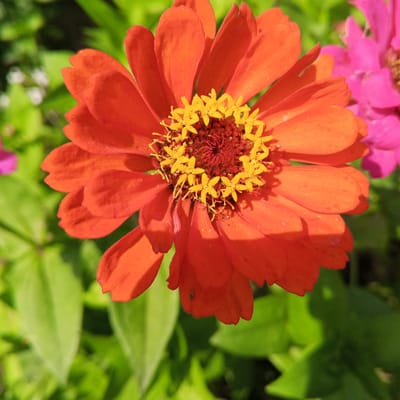 A close-up, top-down view of a vibrant orange zinnia flower dominates the foreground. Its numerous petals, tinged with a subtle gradient from deep orange at the base to a lighter hue at the tips, are arranged in a circular pattern. At the center of the flower, a cluster of bright yellow stamens stands out against a dark reddish-brown pistil. The petals are slightly curled, and some exhibit a soft texture with visible fine hairs along their edges. A small, light green insect is perched on one of the lower petals.

In the background, soft green leaves form a blurred backdrop, creating a bokeh effect that emphasizes the sharpness of the flower. To the right of the orange zinnia, a portion of a bright pink zinnia flower is visible, suggesting a garden setting. The sunlight casts dappled shadows across the orange petals, adding depth and dimension to the scene. The image appears to have been taken outdoors, likely in a garden or park, in the city of Ivanaevo, Russia.