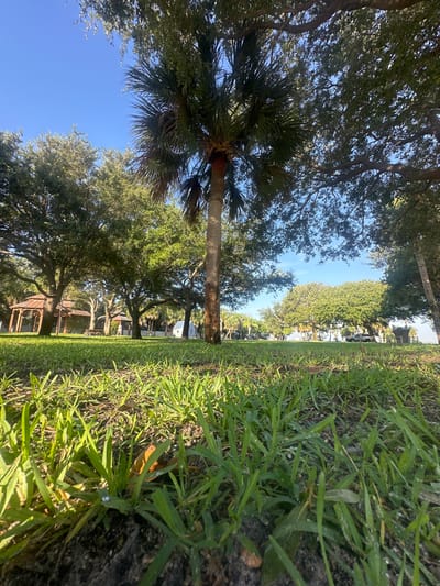 The image depicts an outdoor scene with a focus on vegetation and a glimpse of structures in the background. The foreground is dominated by a close-up view of green grass, showing individual blades and a dark, earthy soil. Beyond the grass, a line of trees with full green canopies stretches into the distance. Among these trees, a palm tree with its characteristic fronds is prominently visible, its rough, reddish-brown trunk angled slightly.

In the middle ground, glimpses of man-made structures can be seen nestled amongst the trees. These appear to be gazebos or small open-air pavilions with dark roofs. Further back, in the upper portion of the image, white buildings with traditional roofs are visible, suggesting a residential or resort-like setting.

The sky is a clear, vibrant blue, indicating good weather and likely daytime. The lighting suggests it is either morning or late afternoon, with the sun casting shadows and highlighting the textures of the grass and trees. The overall impression is one of a lush, tropical environment. The scene appears peaceful and serene, with no people or animals immediately apparent in the foreground or middle ground. The perspective is low to the ground, emphasizing the natural elements. The location context of Melbourne Beach, USA, aligns with the presence of palm trees and the type of foliage. No text is visible in the image.