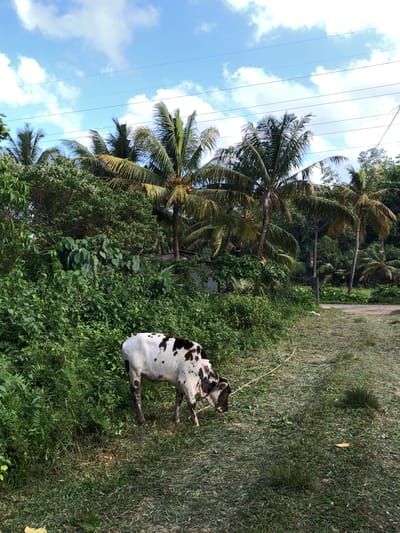 The image depicts a dappled brown and white cow grazing on a grassy verge next to a dense growth of green foliage and palm trees under a bright blue sky with scattered white clouds. A thin rope is attached to the cow's halter and extends across the grass. In the background, several coconut palm trees are visible, along with other trees and some indistinct structures, possibly houses, behind the vegetation. Electrical wires are strung across the sky. The scene appears to be in a rural or semi-rural setting, likely a roadside in Walahanduwa, Sri Lanka. The lighting suggests it is daytime, with the sun casting shadows on the ground.