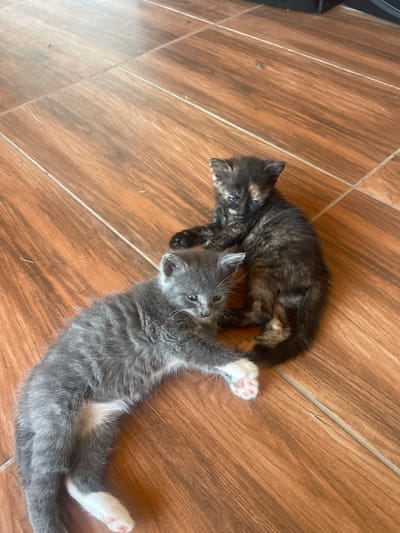 Two kittens are lying on a wooden floor. One kitten is gray with white paws and is lying on its side, stretching its front paw. The other kitten is dark brown and black with patches of orange and is curled up. The floor is made of wooden planks with visible grout lines. There are some small dust particles on the floor. The scene is indoors, on a household floor.
