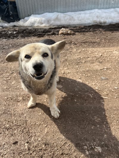 The image shows a medium-sized dog with primarily light grey and white fur and dark grey markings on its back. The dog is standing on a dirt or gravel surface, casting a shadow to the right. Some snow is visible in the upper left portion of the image, next to a metallic or gray-painted structure. The location is identified as Норья, Russia. The dog is looking up at the camera, with its mouth slightly open, revealing its teeth. The photograph appears to have been taken outside on a sunny day.