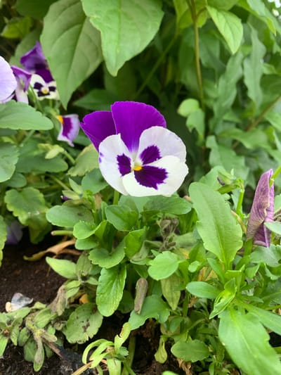 A close-up, eye-level shot focuses on a vibrant, purple and white pansy in a garden setting. The flower, with its distinct dark purple markings on the white petals, is centrally positioned and in sharp focus. Surrounding the pansy are lush green leaves, some unfurling and others mature, creating a dense backdrop. Several other pansy flowers, some in bud and others partially bloomed, are visible in varying degrees of focus throughout the frame, adding depth and color variety with shades of purple and lighter lavender. The bottom of the image shows dark soil, hinting at the planting medium. The overall impression is a detailed view of a blooming flowerbed. The location is a garden in Gubkinsky, Russia.
