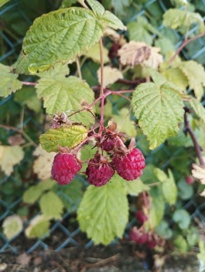 A cluster of ripe raspberries hangs from a thorny branch, their deep red color contrasting with the surrounding green leaves, some of which show signs of browning. A faint blue chain-link fence is visible in the background, partially obscured by the foliage. The scene appears to be outdoors, possibly in a garden or natural setting within Vinkivtsi, Ukraine, given the context provided.