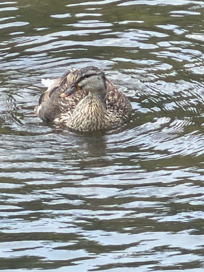 An adult duck swims in rippling water. The duck is facing to the left and is mostly facing away from the camera. The duck's feathers are brown and white. The water is dark and reflects some light. The image was taken at the Wiesent river in Ebermannstadt, Germany.