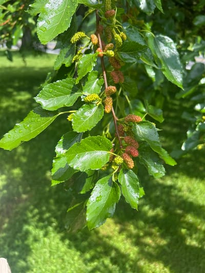 The image shows a close-up of a branch with green leaves and developing mulberries after a rain shower. The leaves are a vibrant green and glistening with water droplets. Some of the mulberries are in the early stages of development, appearing as small, greenish clusters, while others are beginning to turn a reddish-orange color, indicating they are ripening. The branch itself is brown and slender, with smaller twigs supporting the leaves and fruit. The background is softly blurred, revealing a green lawn and hints of trees, suggesting an outdoor setting in a park or residential area. The lighting indicates it is daytime, with sunlight filtering through the leaves and creating dappled shadows on the grass. There are no people or animals visible in the image. The scene captures a moment of natural growth and the freshness of the environment after rainfall.