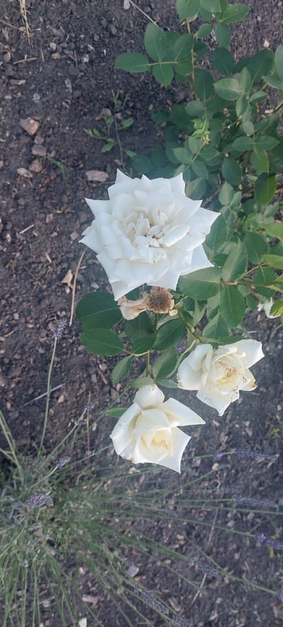 The image shows a close-up view of a white rose bush with several blooms and green foliage, set against a backdrop of dark soil and some lavender plants in the foreground. The rose blooms are varied in their stage of opening, with one fully open flower at the top and two other partially open buds below. A dried, wilting rose bloom is also visible. The soil appears to be a mix of dark earth, small stones, and wood chips. The lavender plants in the lower left and right of the frame have purple flower spikes. The lighting suggests it is daytime, with natural light illuminating the scene. The image does not contain any people or identifiable landmarks specific to Shepetivka, Ukraine.