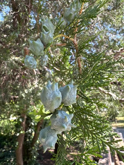 The image displays a close-up view of a conifer branch with several immature cones. The cones are light green and have a star-like shape with pointed tips. The branch itself has dense, scale-like green foliage. The background is blurred, showing more of the tree and hints of dappled sunlight filtering through the leaves, suggesting an outdoor setting. There is no indication of the city of Mizhlymanske, Ukraine in the image.