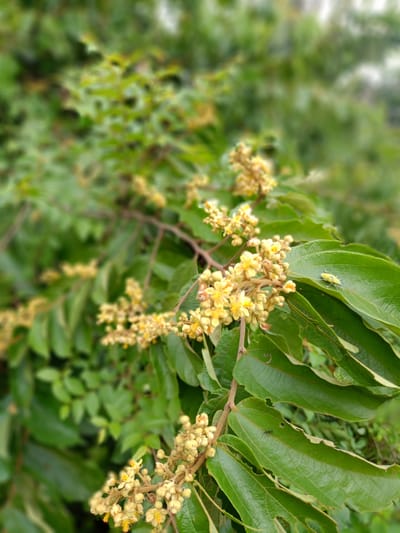 A branch with large, green, veined leaves and clusters of small, yellow flowers dominates the foreground. A tiny yellow insect sits on one of the leaves. The leaves have jagged edges, as if eaten by insects. An ant is visible on one of the leaves. The background is a blurred mixture of green foliage. The location is Geulanggang Baro, Indonesia.