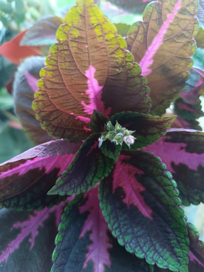 A close-up, eye-level shot captures the vibrant foliage of a coleus plant. The leaves display a striking variegation of colors, ranging from deep purples and dark greens to bright pinks and bronzes. The edges of the leaves are serrated, and the surfaces show a network of prominent veins. At the center of the composition, a cluster of small, pale green buds hints at the plant's potential to flower. The background is softly blurred, suggesting an outdoor or greenhouse setting with natural light. There are no people or specific urban features visible that would indicate a location within Бәйдібек би ауылы, Kazakhstan.