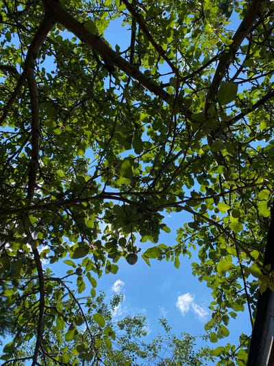 The image shows a view looking up through the branches and green leaves of an apple tree on a sunny day. The sky is a bright blue with a few wispy white clouds. Sunlight filters through the leaves, creating dappled patterns. Several small green apples are visible on the branches, indicating it is likely summer or early autumn. The setting appears to be outdoors, possibly a backyard or orchard. The location is specified as Драчкаўскі сельскі Савет, Belarus. There are no people or animals visible in the image.
