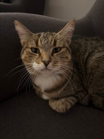 A medium-sized tabby cat with brown, tan, and dark striped fur, and a prominent white muzzle and chest patch, is depicted in a close-up, head-on shot. The cat's eyes are partially narrowed, dark green in color, and directed towards the viewer. Long white whiskers extend from both sides of its muzzle. The cat is lying down, with its front paws tucked beneath its body, resting on a dark gray, textured fabric surface, likely an armchair or sofa. The background is blurred, showing additional dark gray fabric. The scene is located in Ebersheim, France.