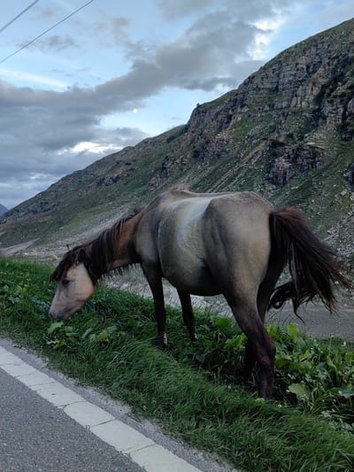 A horse is grazing on grass by the side of a road in Damphug, India. The horse is light brown and has a long, dark mane and tail. It is facing left and eating grass with its head down. The road is paved and has a white line marking its edge. The grass is green and lush. In the background, there is a steep, rocky mountain covered in green vegetation. The sky is cloudy and a sliver of the moon is visible. The overall impression is one of a natural, rugged landscape.
