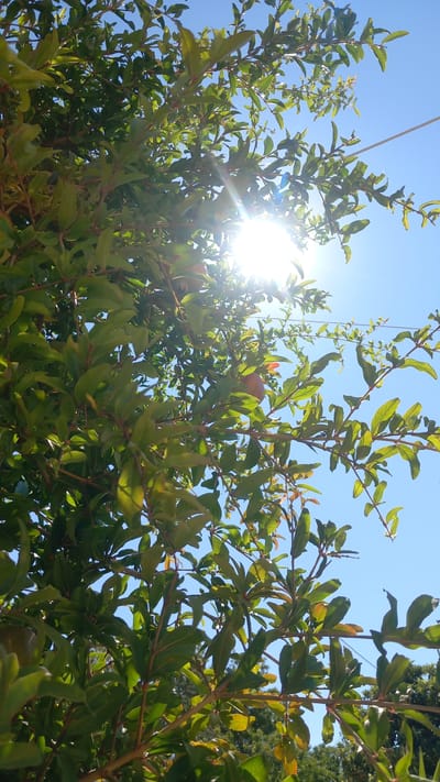 The image is a low-angle shot of a pomegranate tree against a clear blue sky. The sun is shining brightly through the leaves, creating lens flare and highlighting the green foliage. There are several pomegranates visible on the branches. The lower portion of the image shows darker green foliage from what appears to be another tree or shrub. In the upper right quadrant, a thin wire or string runs horizontally across the frame. The scene is outdoors and appears to be in a natural or garden setting. The location is identified as Platani, Greece.