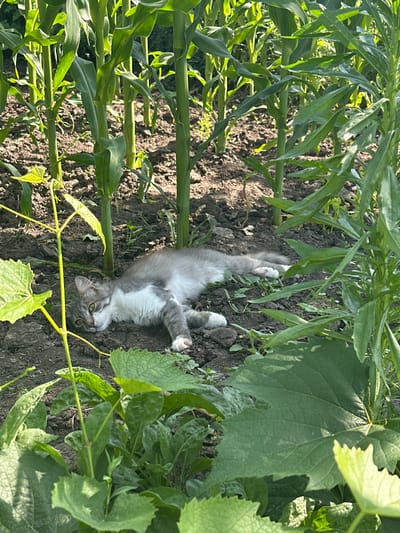 A grey and white cat is lying on its side in the dirt between tall green corn stalks. The cat is facing the camera with its head tilted slightly. Its eyes are open and its tail is curled around its body. The cat appears to be resting. The ground is dark brown dirt with some small green plants growing in it. The corn stalks are tall and leafy, and they cast shadows on the ground. In the foreground, there are large green leaves that partially obscure the view of the cat. The scene appears to be outdoors on a sunny day. The location is a field in Hîrbovăț, Moldova.