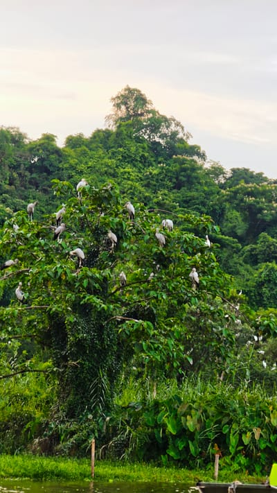 A flock of Asian openbills are perched on the branches of a leafy green tree. The birds are mostly white with gray wings and have distinctive curved beaks. They are spread throughout the tree, with some birds clustered together and others more spread out. The tree is located in a lush, green environment with dense foliage and vegetation. In the foreground, there is a body of water with a faint reflection. The sky is overcast, with soft clouds and a hint of light. The scene appears to be a natural habitat for these birds, possibly a wetland or riverside area in Yên Sơn Ward, Vietnam.