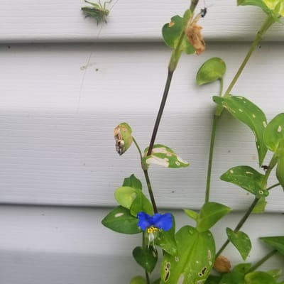The image displays a close-up view of a plant with green leaves and a single vibrant blue flower. The plant is growing on a white, textured surface, possibly a wall or siding, which is characteristic of an outdoor setting. A small green grasshopper is visible on the left side of the frame, perched on a leaf. There are also some dry, brown leaves on the plant, suggesting natural decay. The lighting suggests it could be daytime, and the overall scene appears to be a still, natural moment captured outdoors. There is no visible text in the image.