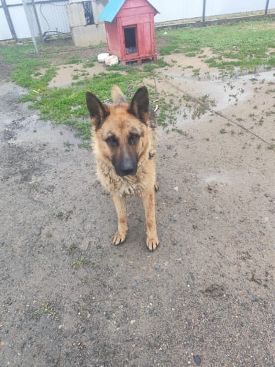 An adult German Shepherd dog stands in a muddy yard in front of a red dog house. The dog is facing the camera and appears to be the primary subject. The yard is wet, with puddles of water and patches of green grass. A chain is attached to the dog's collar and extends out of frame. In the background, there is a chain-link fence and a light-colored building. The overall environment suggests an outdoor, rural or semi-rural setting. The location is identified as Мичурин ауылдық округі, Kazakhstan.