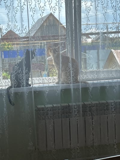 The image shows two cats behind a sheer, patterned curtain. The curtain has a repeating scroll design. The foreground is dominated by the curtain's texture and pattern, with horizontal blinds visible behind it, creating stripes of light and shadow.

In the upper portion of the image, a ginger-colored cat is visible. Its body is mostly obscured by the curtain and blinds, but its head and back are clearly discernible as it looks towards the right. The cat appears to be perched or lying down.

In the lower portion of the image, a dark-colored cat, likely black or very dark gray, is visible. It is lying down, with its body stretching across the frame. The shape of its head and back are distinct against the pattern of the curtain.

Through the curtain and blinds, glimpses of an outdoor scene are visible. There are reflections on glass surfaces, suggesting windows or a glass-enclosed structure. One reflection shows what appears to be scaffolding or some form of construction, with blue elements visible. Another reflection shows greenery, suggesting trees or plants. The sky appears to be bright, indicating daylight.

The overall impression is one of domestic tranquility, with the cats observing something outside from the comfort of indoors. The layered effect of the curtain and blinds creates a sense of depth and privacy. The time of day appears to be daytime, possibly late morning or afternoon, given the lighting. There is no visible text in the image.
