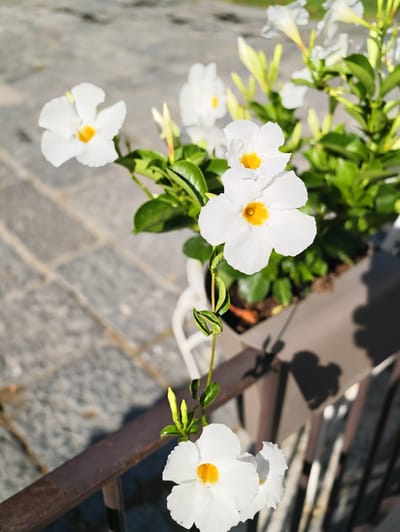 In Pozzuoli, Italy, this image captures a cluster of white Dipladenia flowers with yellow centers, blooming in a planter. The planter, a neutral brown, rests on a dark brown metal railing. Behind the planter, a grey stone patio with a brick-like pattern is visible, illuminated by sunlight casting shadows. The foreground features more of the dark brown railing and a sliver of the stone patio. The overall scene is outdoors, bathed in sunlight, with a focus on the delicate white flowers and their vibrant green foliage.