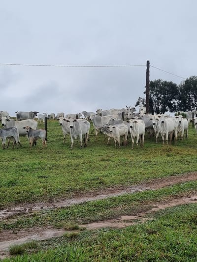 This media file depicts a herd of white cattle standing in a grassy field in Laranjal Paulista, Brazil. The scene is oriented vertically, with the subjects appearing on the left side of the frame and a muddy track on the right. The cattle are mostly facing towards the right, with some looking directly at the camera. Their bodies are predominantly white, with some darker markings visible on a few individuals.

The setting appears to be a rural pasture, characterized by lush green grass and a dirt path that has been worn down by animal or vehicle traffic. A dark wooden post, likely part of a fence or some other structure, is visible in the center of the frame, with thin wires extending from it. In the background, a dense tree line is visible on the left, contributing to the natural, outdoor environment. The sky is overcast and gray, suggesting a cloudy or possibly rainy day.

The cattle are the primary subjects, and their presence suggests an agricultural or ranching activity. They appear to be standing calmly, with no apparent signs of distress or excitement. The overall atmosphere is one of a typical day on a farm or ranch, with the herd resting or being moved. The time of day is indeterminate due to the overcast conditions, but it appears to be daylight. There is no visible text in the image.