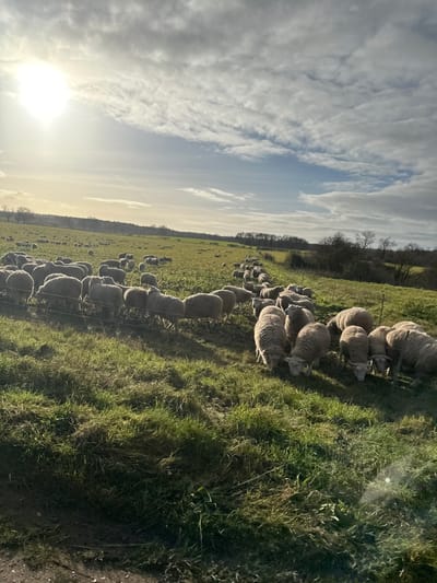 The scene depicts a rural agricultural landscape within the Breckland District, United Kingdom. A large flock of approximately 70-100 sheep, predominantly with light-colored wool, occupies a verdant field under a partly cloudy sky. The sheep are actively grazing on a field planted with a green leafy crop, consistent with kale or turnips. A low, multi-strand wire fence, likely temporary, extends horizontally across the field, dividing the flock into two main sections; a smaller group in the immediate foreground and a larger concentration extending towards the middle ground. Several sheep in the foreground are observed with their heads lowered, engaged in feeding. A dense line of deciduous trees forms the distant horizon on both the left and right sides of the image. The sun, bright and low in the sky, is positioned on the upper left, casting long shadows across the field.
