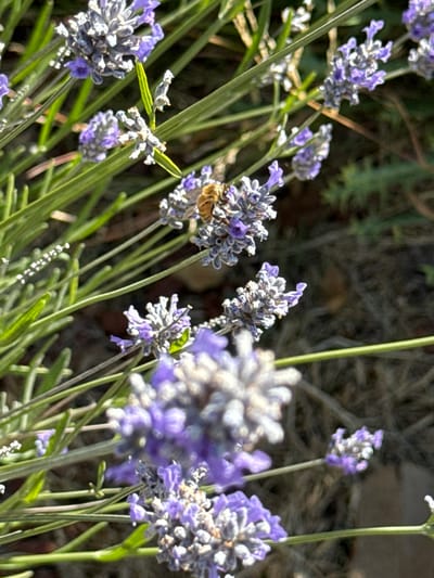 A bee is actively pollinating lavender flowers in this close-up shot. The bee, with its striped abdomen, is perched on a cluster of small purple florets, its body angled as it collects nectar. The lavender stalks are a vibrant green, some bearing more fully bloomed flowers and others with buds. The background is softly blurred, with hints of dry earth and foliage, suggesting an outdoor setting. The lighting appears to be natural daylight, casting soft shadows and highlighting the textures of the flowers and the bee's fuzzy body. The overall impression is one of a peaceful, natural scene. The image was captured in San Mateo, United States of America. There is no visible text in the image.