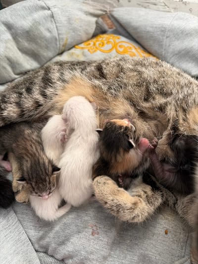 In a dimly lit room in Мяндиги, Russia, a mother cat, a tabby with patches of orange and black fur, lies nestled on a grey, soft fabric surface. She is surrounded by her litter of five newborn kittens. Three of the kittens are primarily white, their fur short and fluffy, while two have darker fur with tabby markings. One kitten displays a calico pattern with patches of white, black, and orange. The kittens are clustered around their mother's underside, some visibly nursing. The grey fabric appears to be a blanket or bedding, possibly slightly soiled with a few reddish-brown marks visible in the foreground and a single small, oval, light brown object is on the fabric to the right. The scene conveys a sense of domestic tranquility and maternal care.