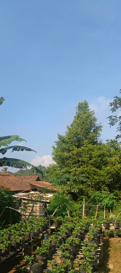 A vertical, medium shot captures a rural scene in Gisting Atas, Indonesia, under a clear blue sky with a few wispy clouds. In the foreground, rows of strawberry plants in black grow bags are arranged on bamboo racks, some showing developing fruit. Behind the strawberry patch, a collection of simple wooden structures with red tile roofs are visible, suggesting a small homestead or farm buildings. Lush green trees and banana leaves frame the scene on the left and right, with a tall, mature tree dominating the right side of the frame. In the background, rolling hills covered in dense vegetation create a verdant landscape. The lighting suggests it is daytime, likely morning or afternoon, with the sun casting gentle shadows. No people are present in the frame.