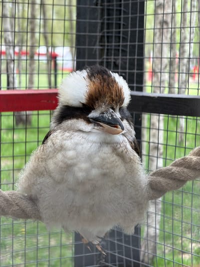 A medium shot, taken inside a cage, shows an owl clinging to a rope perch. The owl has a brown head with white and black markings. Its body is covered in white feathers. The cage's bars are visible in the background, as is some greenery. The location is Ķekava, Latvia.