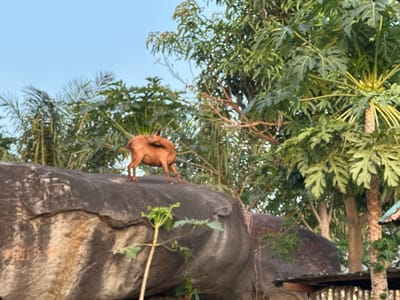 A medium shot captures a brown goat standing on a large, dark gray rock. The goat is facing left and appears to be licking its back. The background is filled with lush green foliage, including palm fronds and large-leafed trees, suggesting a tropical or subtropical environment. The sky above is a clear, pale blue. The scene is likely outdoors in a natural setting, potentially in Bwari, Nigeria, given the vegetation and the general ambiance.