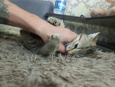 The image shows a person's arm and hand interacting with a tabby kitten on a fluffy carpet. The kitten appears to be playful or comfortable, with its paws extended towards the hand. The background is blurred but suggests an indoor setting with furniture and a shelf containing objects like a water bottle and what appears to be yarn. The scene does not contain any identifiable features that would indicate its location within the city of Manhush, Ukraine.