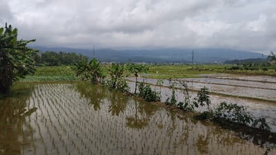 A wide-angle landscape photograph captures a verdant, water-filled rural scene in Panjalu, Indonesia, dominated by rice paddies under an overcast sky. In the foreground, numerous young rice seedlings are visible, meticulously planted in neat rows within the water-covered fields. Their delicate green shoots are reflected clearly in the still surface of the water, creating a symmetrical pattern.
A narrow, raised earthen dike or pathway, sparsely covered with small plants and bushes, runs horizontally across the midground, separating different sections of the paddies. To the far left, a cluster of lush banana trees with large green leaves frames the edge of the image. More vegetation, including other small trees and bushes, lines the dike and appears in the mid-distance.
Beyond the immediate rice fields, the landscape extends into more agricultural land and scattered trees. Faintly visible in the middle distance are signs of human settlement, possibly a village or scattered buildings, nestled against the base of distant mountains. A few utility poles with power lines are discernible in the mid-to-background, indicating infrastructure.
The background features a prominent range of mountains, their contours softened by a hazy atmosphere and largely obscured by heavy, grey cloud cover that dominates the entire sky. The weather appears cloudy or overcast, suggesting either an impending rain or a typically grey day. The overall impression is one of a peaceful, working agricultural landscape. No people or visible text are present in the image.