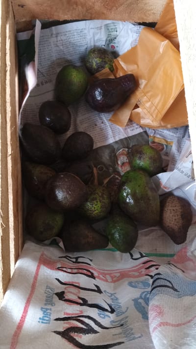 In Puloara, Indonesia, a wooden crate is filled with avocados. The avocados are of varying sizes and ripeness, with some dark and others a lighter green. They are resting on a layer of newspaper and a white woven fabric. The crate is positioned outdoors, with natural light illuminating the scene. The background is indistinct, suggesting an outdoor setting. There are no people present in the image. The focus is on the avocados and their container.