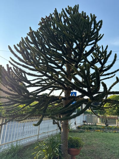 This is an outdoor, eye-level, full-shot photograph of a mature Monkey Puzzle tree, a species native to Chile and Argentina, situated in a residential area. The tree's distinctive scale-like leaves and spiky branches dominate the foreground and midground. Its trunk is thick and textured. The tree is positioned in front of a white metal fence and a grassy lawn. Beyond the fence, a paved area, possibly a street or pathway, is visible, with power lines strung across the sky. In the background, there is a small garden with yellow flowers and green bushes, and two utility cabinets. A blue and white pedestrian crossing sign is mounted on a pole, partially obscured by the tree's branches. The sky is a clear, light blue, indicating fair weather. The overall impression is one of a well-maintained suburban environment in Sant'Angelo di Piove di Sacco, Italy, where this exotic tree has been planted. There are no people or animals visible in the image, and no actions are being performed.