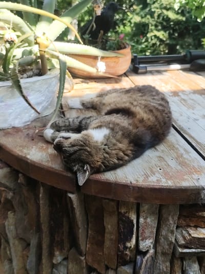 A tabby cat sleeps curled up on a wooden table in what appears to be an outdoor setting. The table has a weathered, rustic appearance with visible wood grain and some peeling paint. The cat is primarily brown and gray with distinct stripes and some white markings on its chest and paws. In the background, there is a large potted aloe vera plant and some greenery, suggesting a garden or patio environment. A black bird is perched on another potted plant behind the aloe. A sprinkler is visible on the wooden surface to the right of the cat. The base of the table is constructed from stacked stones. The scene is illuminated by natural sunlight, casting shadows and highlighting the textures of the wood and stone. The location is the city of Prolesha, Bulgaria.