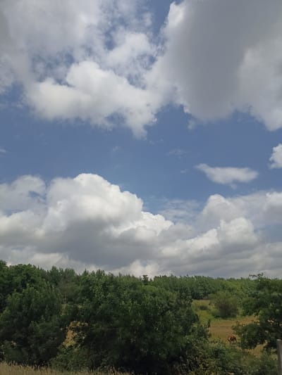The image depicts a landscape under a blue sky with scattered cumulus clouds. A dense line of green trees forms a horizon, with rolling hills and vegetation visible behind them. In the middle ground, a brown and white cow stands grazing in a grassy field. The foreground is filled with taller trees and vegetation, with some dry grass at the very bottom. The scene appears to be set in a rural or natural environment, likely within the city of Red Sloboda, Azerbaijan, given the context.